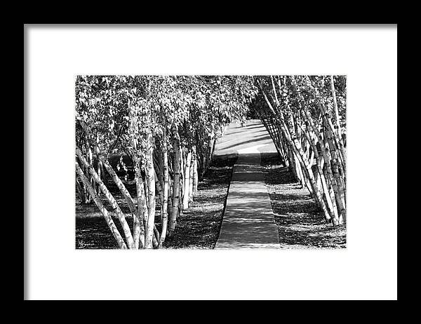Trees Framed Print featuring the photograph Lead the Way by Mary Anne Delgado