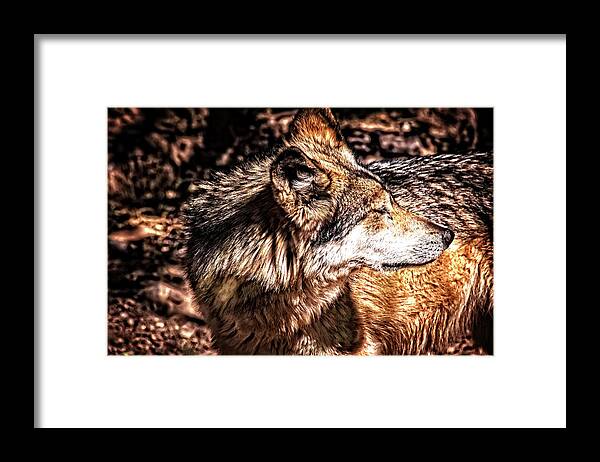 Wolf Framed Print featuring the photograph Leader of the Pack by Mike Stephens