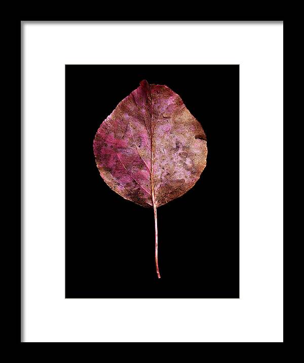 Leaves Framed Print featuring the photograph Leaf 20 by David J Bookbinder