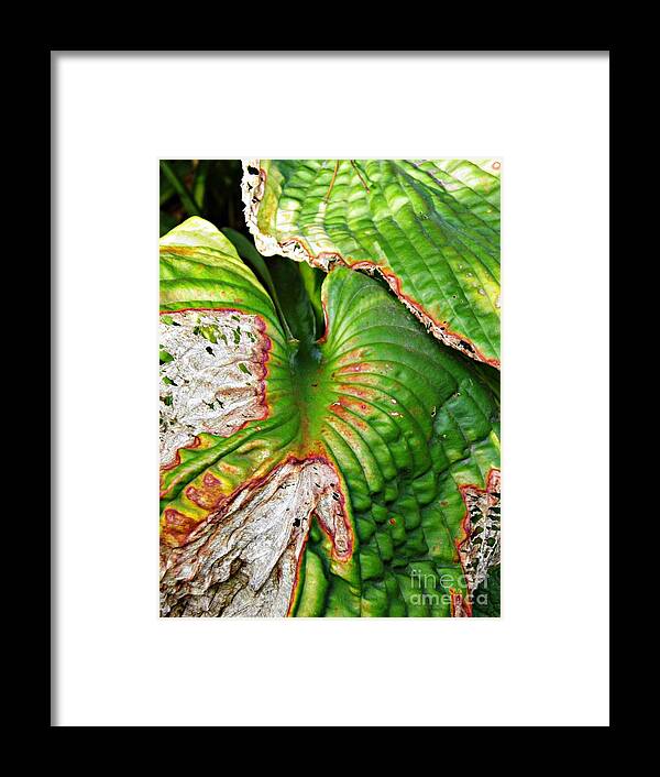 Leaf Framed Print featuring the photograph Leaf Abstract 12 by Sarah Loft