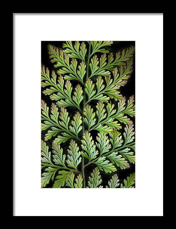 Leaf Framed Print featuring the photograph Leaf Abstract by Jessica Jenney