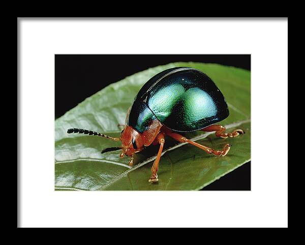 00126082 Framed Print featuring the photograph Leaf Beetle from South Africa by Mark Moffett