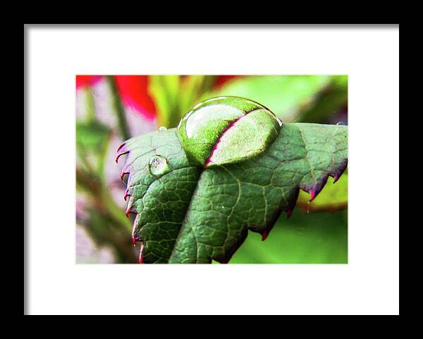 Leaves Framed Print featuring the photograph Leaf by Cesar Vieira