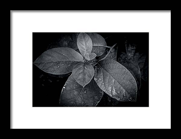 Detail Framed Print featuring the photograph Leaf Droplets by Andy Smetzer