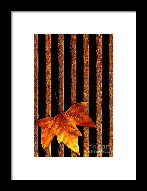 Abstract Framed Print featuring the photograph Leaf in drain by Carlos Caetano