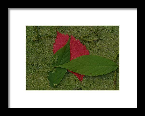 Leave Framed Print featuring the photograph Leaf in the Swamp by Andreas Freund