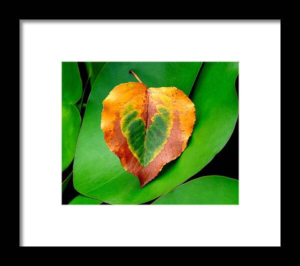 Leaf Framed Print featuring the photograph Leaf Leaf Heart by Renee Trenholm