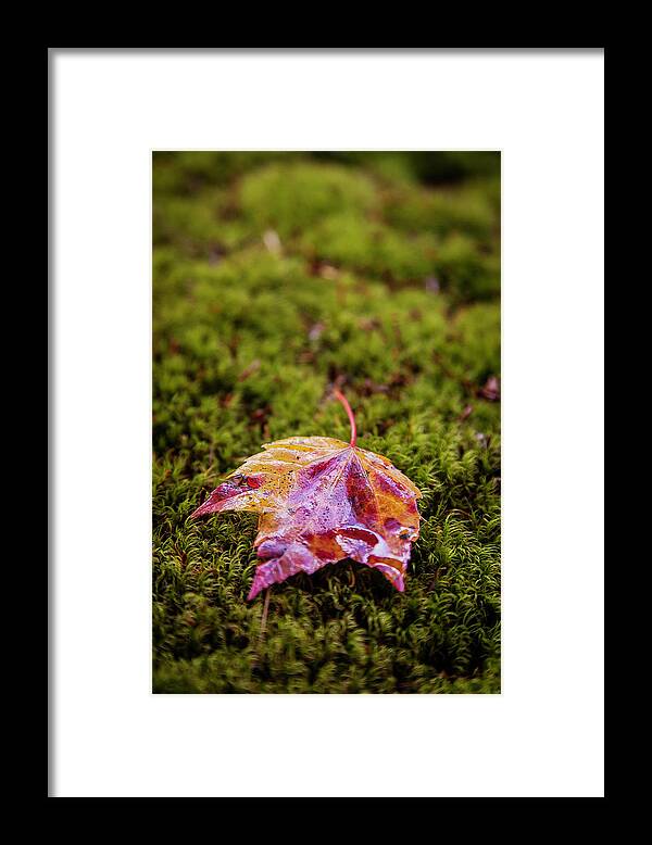 Fall Framed Print featuring the photograph Leaf on Moss by Benjamin Dahl