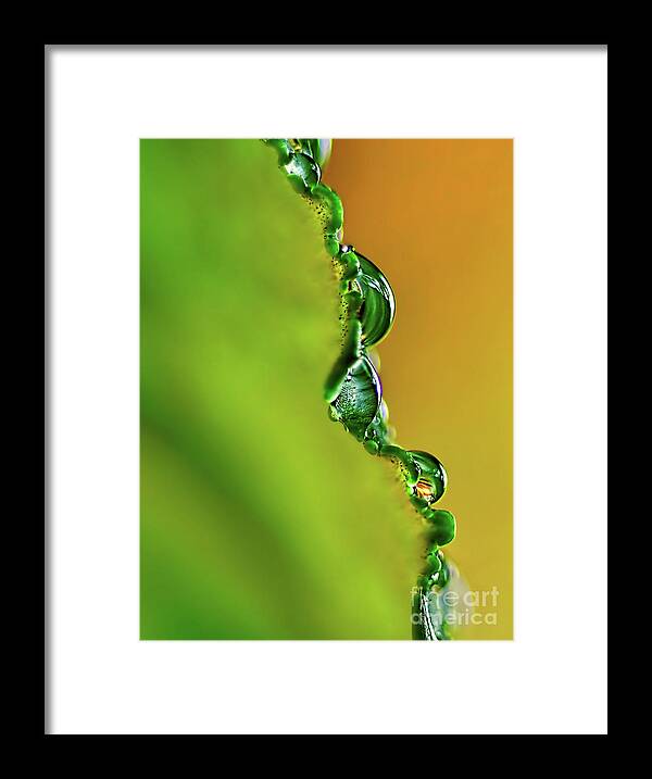 Leaf Profile And Water Droplets Framed Print featuring the photograph Leaf Profile and Water Droplets by Kaye Menner