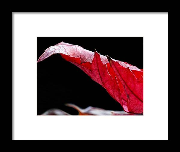 Macro Framed Print featuring the photograph Leaf Study III by Lauren Radke