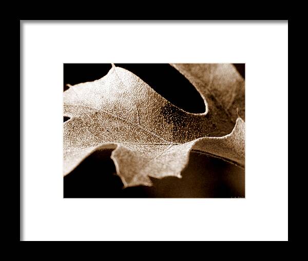 Macro Framed Print featuring the photograph Leaf Study in Sepia by Lauren Radke