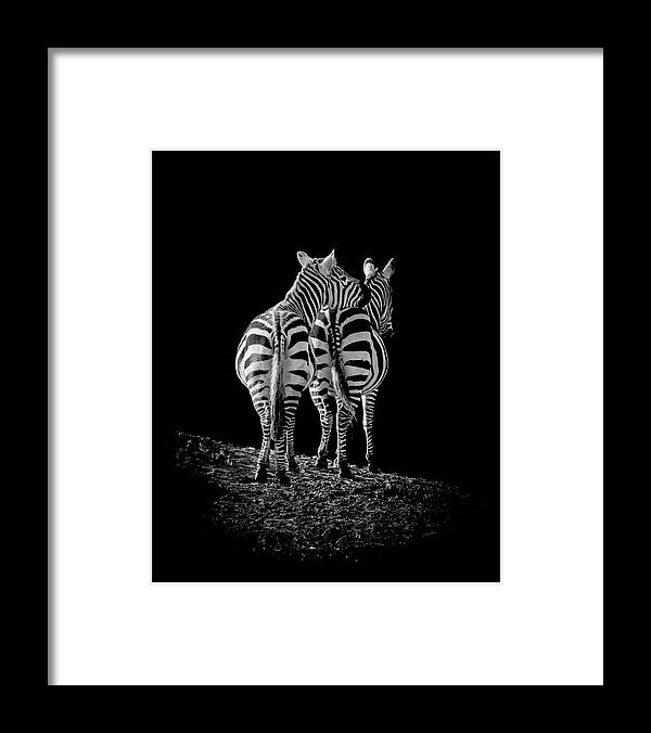 Zebra Framed Print featuring the photograph Lean on me by Paul Neville