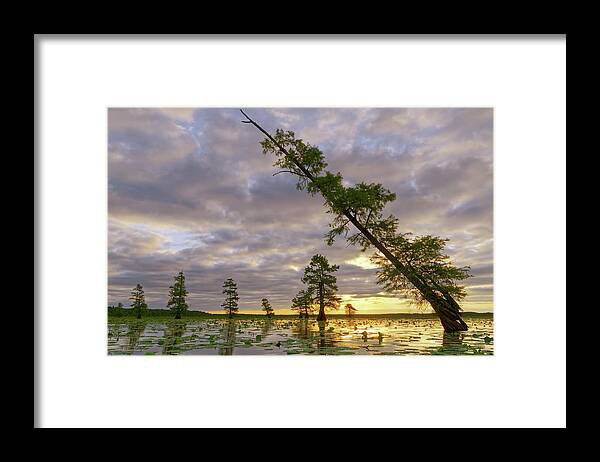 2016 Framed Print featuring the photograph Leaning Cypress by Robert Charity