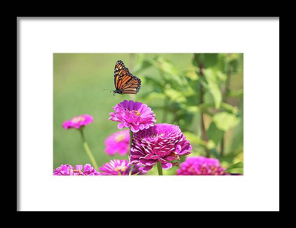 Butterfly Flying Flight Mid-air Mid Air Monarch Inset Butterflies Flowers Garden Botany Botanical Outside Outdoors Nature Natural Brian Hale Brianhalephoto Ma Mass Massachusetts Newengland New England U.s.a. Usa Framed Print featuring the photograph Leaping Butterfly by Brian Hale