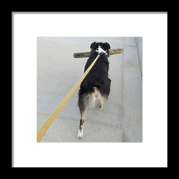 Dog Framed Print featuring the photograph Leashed by Joe Palermo