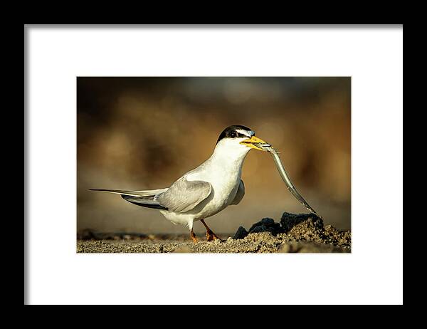 Tern Framed Print featuring the photograph Lest Tern has dinner by Steven Upton