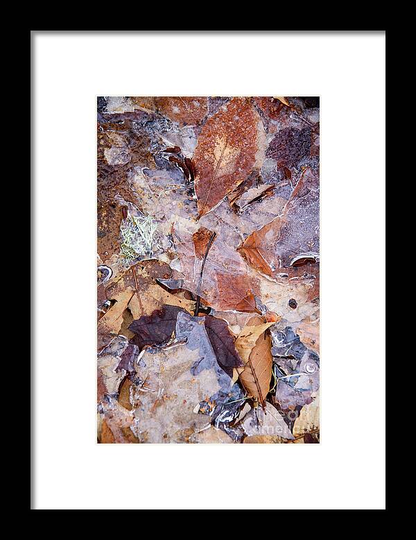 Frozen Framed Print featuring the photograph Leaves Abstract by Alana Ranney