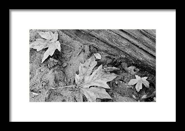 Leaves Framed Print featuring the photograph Leaves and SAnd 3 by Cathy Anderson