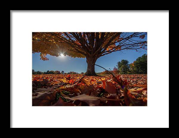 Sunlight Framed Print featuring the photograph Leaves by Darryl Hendricks