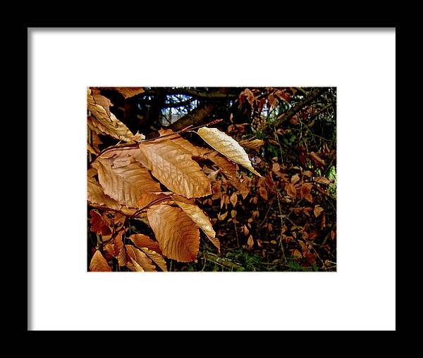 Leaves Framed Print featuring the photograph Leaves in Late Autumn by Elizabeth Tillar