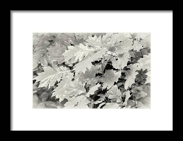 Leaves Framed Print featuring the photograph Leaves in rain by Karen Smale