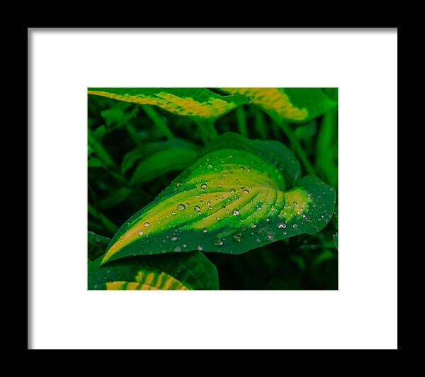 Leaf Framed Print featuring the photograph Leaves by Jerry Cahill