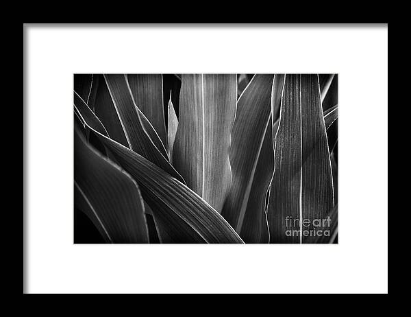Garden Framed Print featuring the photograph Leaves Lines and Tones by Thomas R Fletcher