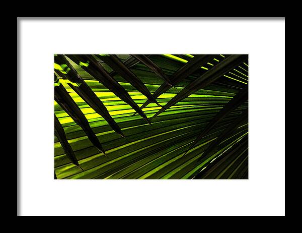 Palm Framed Print featuring the photograph Leaves of Palm Color by Marilyn Hunt