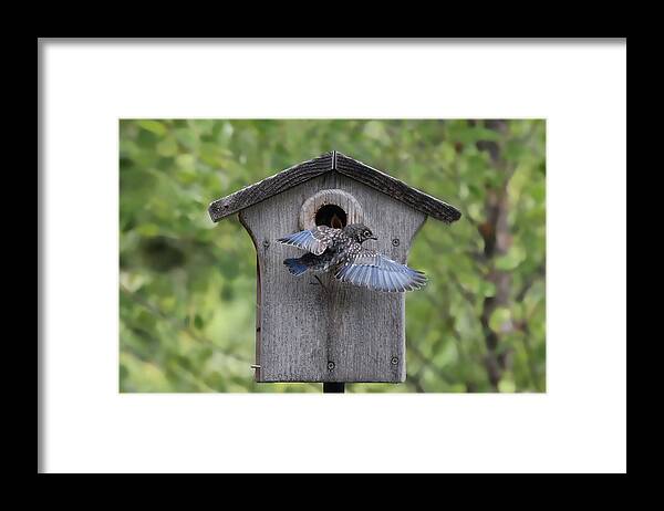Bluebird Framed Print featuring the photograph Leaving Home by Jackson Pearson