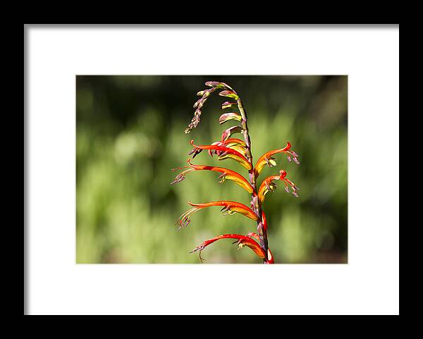 Flower Framed Print featuring the photograph Left Leaning by Nathan Rupert