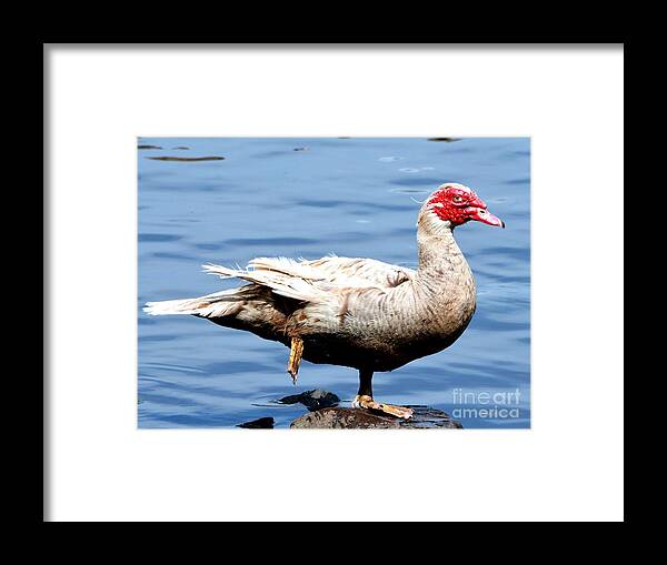 Goose Framed Print featuring the photograph Leg Up by Dani McEvoy