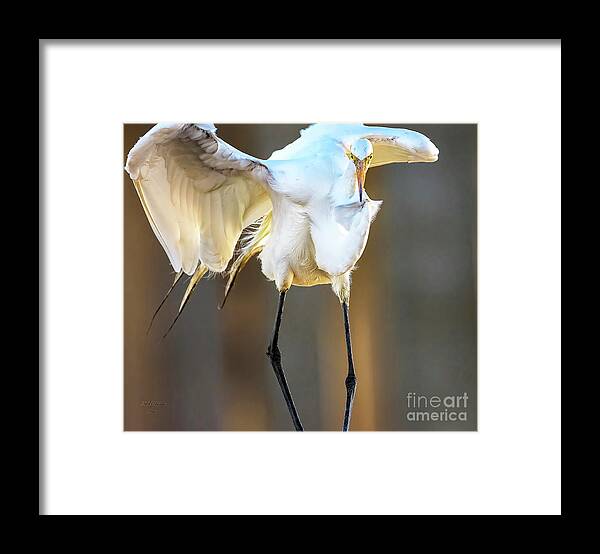Egrets Framed Print featuring the photograph Legs by DB Hayes
