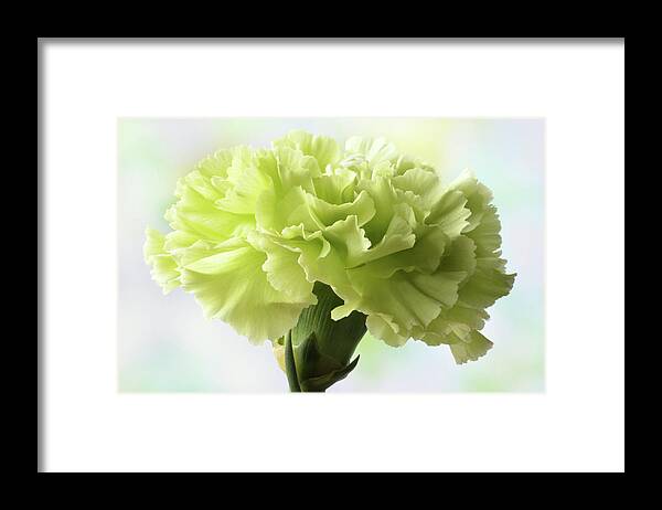 Carnation Framed Print featuring the photograph Lemon Carnation by Terence Davis