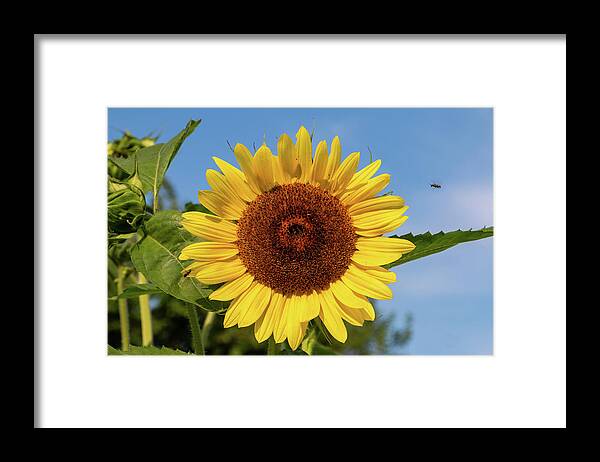 Sunflower Framed Print featuring the photograph Lemon Queen After the Storm by Jeff Severson