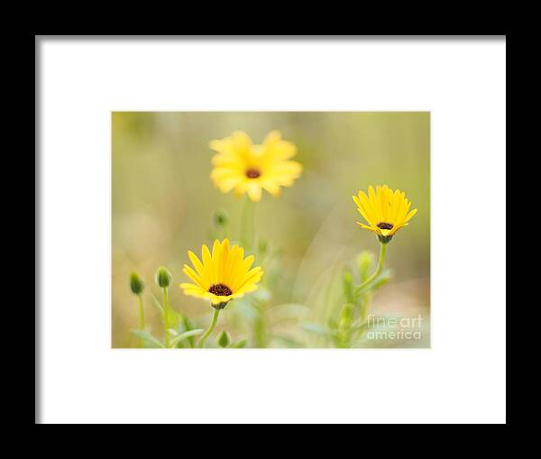 Flowers Framed Print featuring the photograph Lemon Symphony Dreams 2 by Dorothy Lee