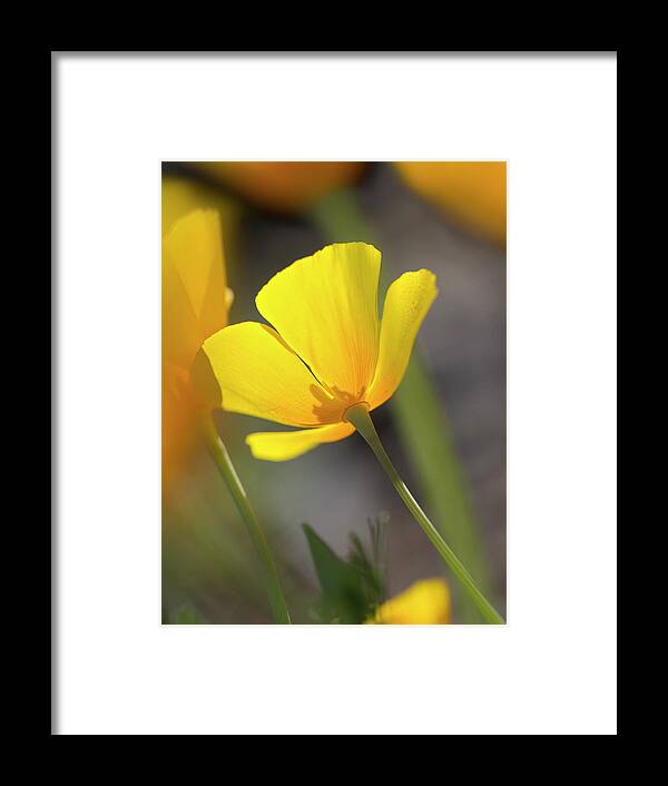 Yellow Framed Print featuring the photograph Lemon Yellow by Sue Cullumber