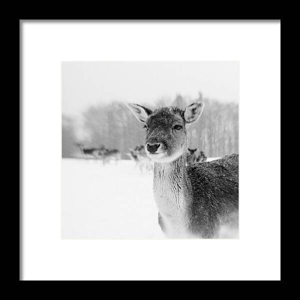 Lensbaby Framed Print featuring the photograph #lensbaby #composerpro #sweet35 by Mandy Tabatt