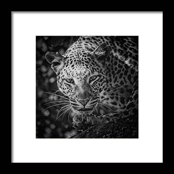 Leopard Framed Print featuring the photograph Leopard, Black And White by Jean Francois Gil