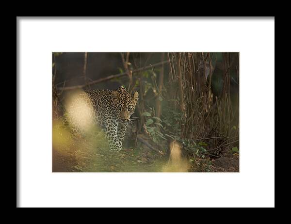 Africa Framed Print featuring the photograph Leopard comes out of the bush by Johan Elzenga