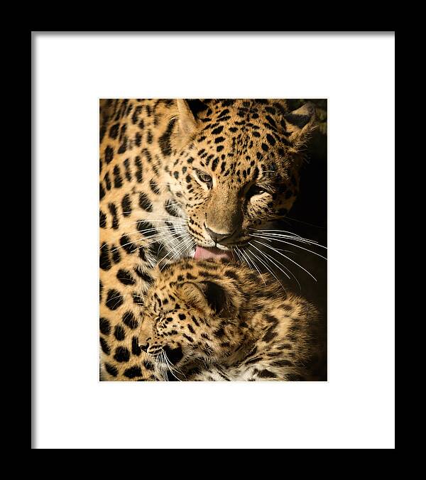 Amur Framed Print featuring the photograph Leopard Cub Love by Chris Boulton