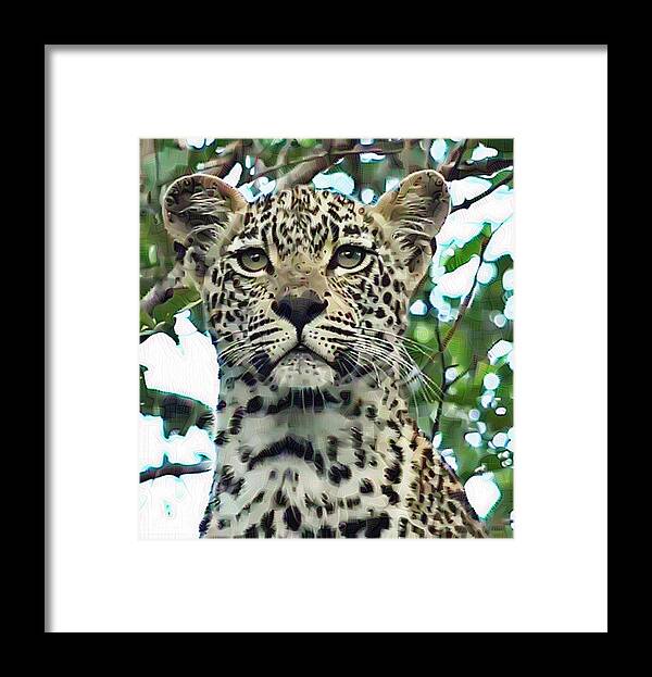 Leopard Framed Print featuring the photograph Leopard Face by Gini Moore