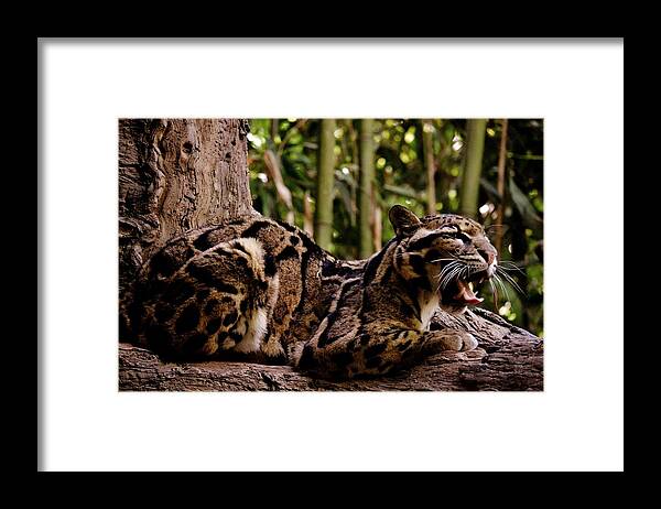 Leopard Framed Print featuring the photograph Leopard Yawn by Eileen Brymer