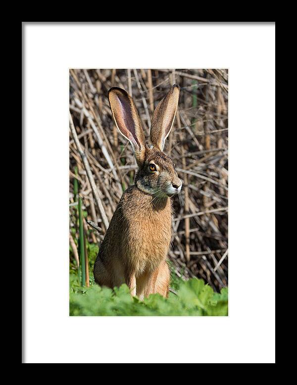 California Framed Print featuring the photograph Lepus Californicus by Kathleen Bishop