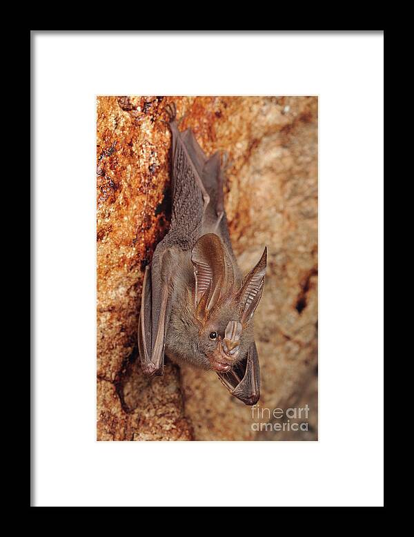 00441512 Framed Print featuring the photograph Lesser False Vampire Bat by Chien Lee