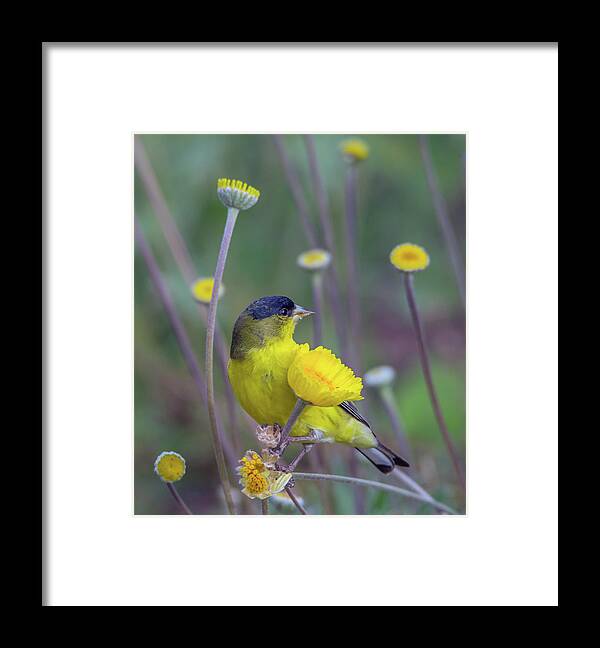 Lesser Framed Print featuring the photograph Lesser Goldfinch 1806-031318-1cr by Tam Ryan