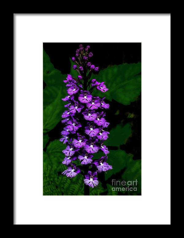 Platanthera Psycodes Framed Print featuring the photograph Lesser Purple fringed Orchid by Barbara Bowen