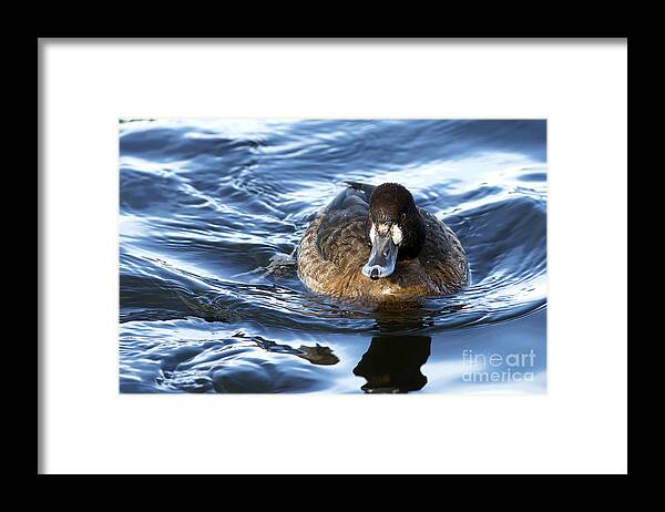 Lesser Scaup Framed Print featuring the photograph Lesser Scaup female by Sharon Talson