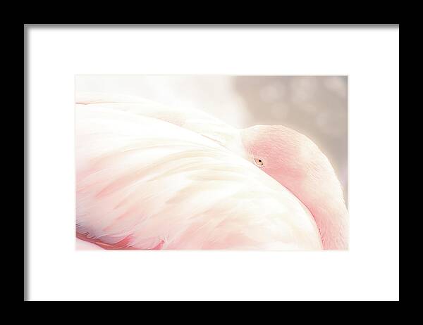 Wildlife Framed Print featuring the photograph Let me rest by Camille Lopez