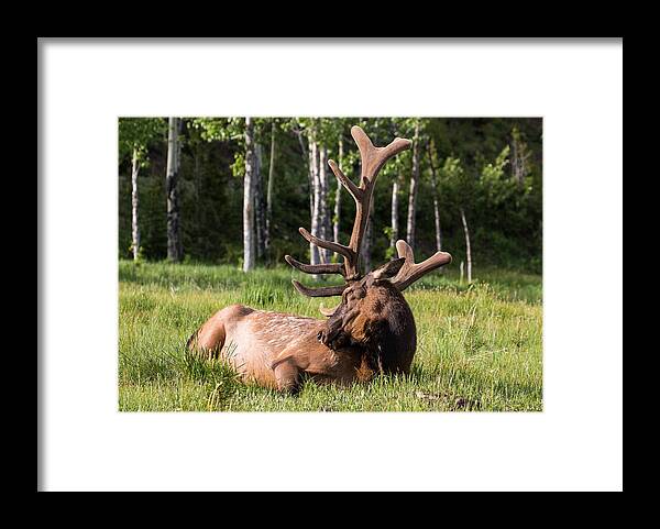 Elk Framed Print featuring the photograph Let Sleeping Elk Lie by Mindy Musick King