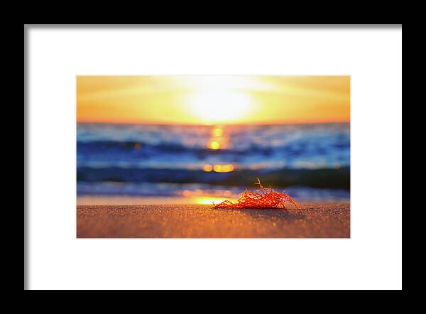 Summer Framed Print featuring the photograph Let The Sunshine In by Iryna Goodall